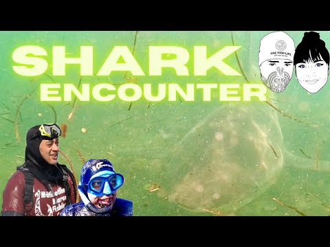 The Bro Got Smacked By a Shark [Out Diving For Kina/Uni/Sea urchin Far North Aotearoa NZ]