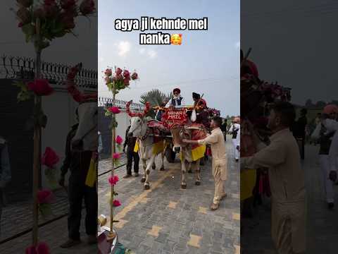 nanka mail🥰 #nanka_mel #weddingceremony 💐#punjabisong #shorts