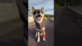 【黒柴ゴンくん】朝散歩8.1                          #柴犬#犬のいる暮らし #癒し#犬#犬のいる生活