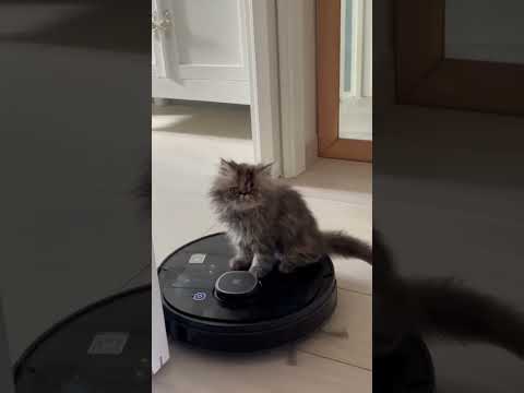 Vendita Gattini Persiani Ipertipici 