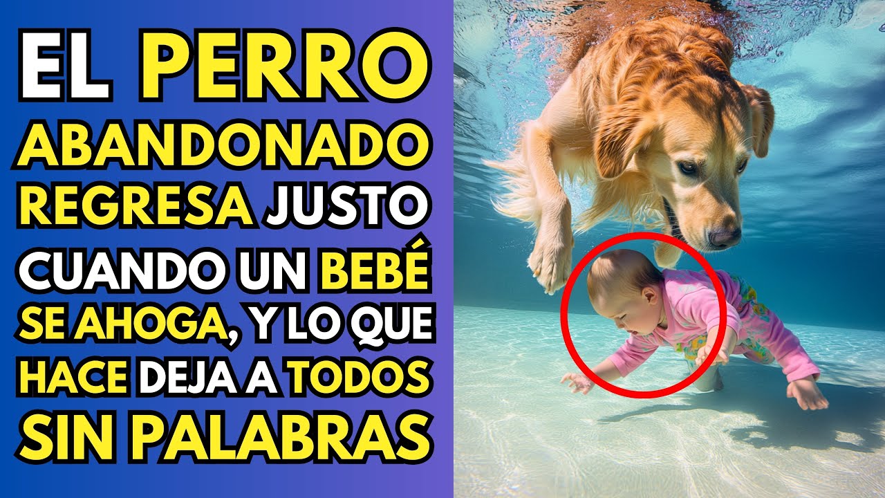 PERRO ABANDONADO REGRESA JUSTO CUANDO UN BEBÉ SE AHOGA, Y LO QUE HACE DEJA A TODOS SIN PALABRAS