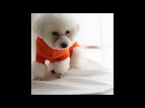 Свитер для собак «Премиум», синий, вязанный свитер для собак, одежда для собак мелких, средних пород - фото 1 - id-p792807446