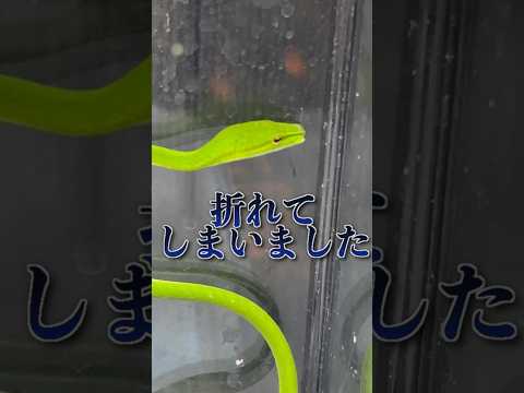 ヘビを家や庭から遠ざける方法