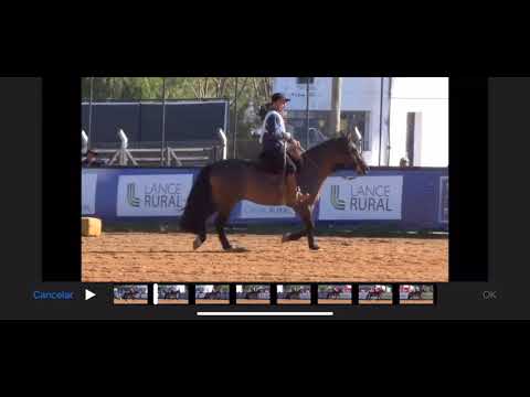 Lanceiro II de Santa Edwiges - Bagé 2016