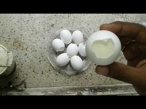image-Are eggshells good for birds?