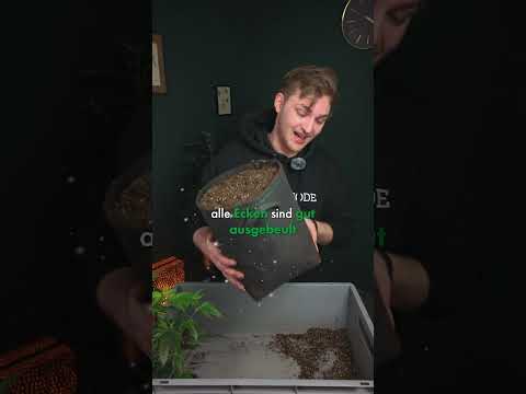 Potting a plant - Filling and watering! Part 1 #greennode #grow #informative