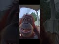 Uh Oh Stinky OOOWAOOHOA Monkey Funny Ai Memes