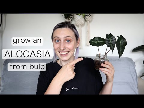 YouTube video about: How to propagate alocasia bulbs?