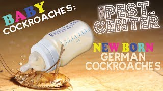 Baby German German Cockroach Pest Control Las Vegas | Pest Center LIVE