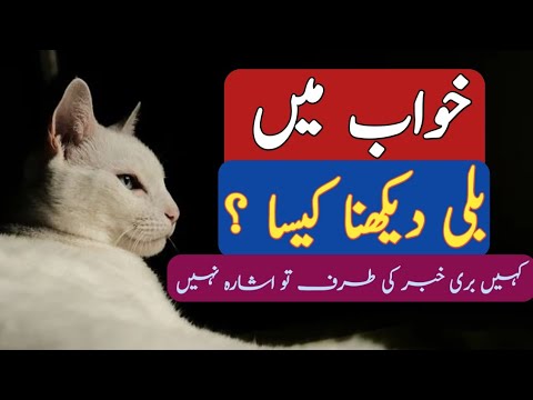 सपने में बिल्ली को देखना कैसा होता है Khuwab Men Billi(Cat) Dekhna Kaisa ?