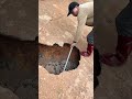 जमीन के अंदर मगरमच्छ घुस गया