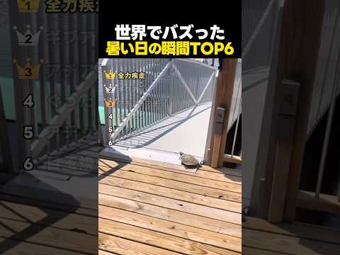 世界でバズった暑い日の驚きの瞬間ランキング