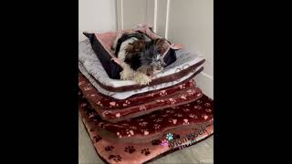 Malý pelíšek pro psa růžový