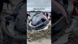 Beached Whales: The Struggle to Return to the Sea