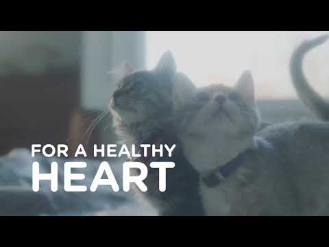 Hill's Science Diet Kitten Food