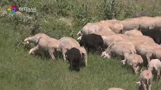 ΚΕΛΛΑΣ: ΝΕΑ ΚΡΟΥΣΜΑΤΑ ΑΦΘΩΔΟΥΣ ΠΥΡΕΤΟΥ ΣΕ ΕΚΤΡΟΦΕΣ ΣΤΗ ΛΕΣΒΟ 26 03 2026 ΚΕΛΛΑΣ: ΝΕΑ ΚΡΟΥΣΜΑΤΑ ΑΦΘΩΔΟΥΣ ΠΥΡΕΤΟΥ ΣΕ ΕΚΤΡΟΦΕΣ ΣΤΗ ΛΕΣΒΟ 26 03 2026