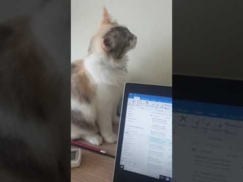 Working from home with Nayla🤣