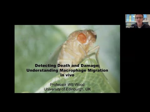 "Detecting Death and Damage; Understanding macrophage migration in vivo" by Dr. Will Wood