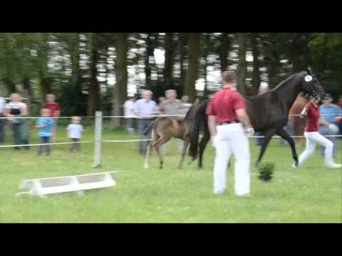 Hengstfohlen * 2013 von Decurio (Desperados) - San Amour