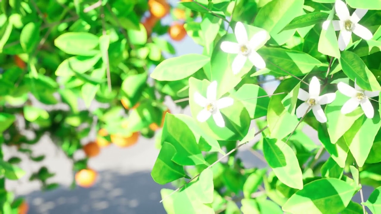 Portakal Ağa&ccedil;ları 3D Model