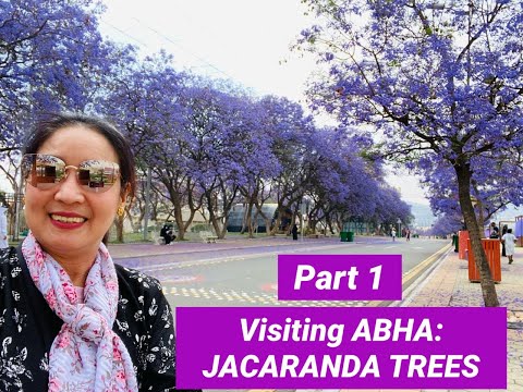 , title : 'Visiting ABHA / Amazing JACARANDA TREES : the violet tree #Sauditourism #KSA #Jacandara tree'