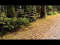 May The Beauty Of Autumn Fill Your Heart W Peace Happiness Chill Out Lo Fi Melody