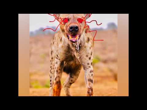 MY FOFO FREESTYLE - ROWLEX - SWIFT BUNDI - LUTHA BANGG - SOUR DEE - KENNY STAXX - POCKETS