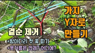 텃밭농사 가지곁순제거하는이유 가지첫꽃따기 가지 웃거름주는방법 벌레잡기