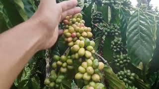 Download lagu Ternyata jauh berbeda..! Perbandingan kopi lancuran dengan kopi sambung pucuk atau stekan mp3