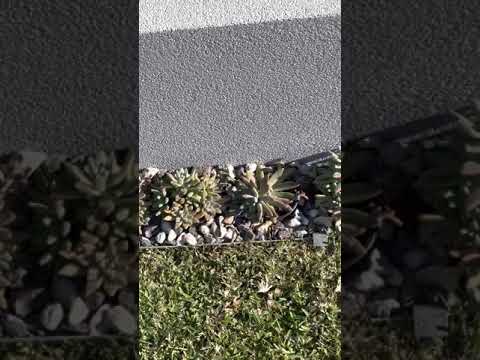 My Graptosedum Francesco Baldi