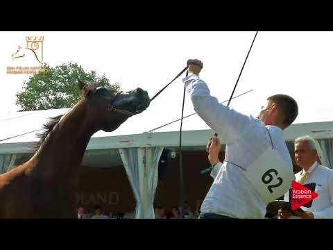 N.62 PUSTYNIA KAHILA - 2017 Pride Of Poland - 4/6 Years Old Mares (Class 7A)