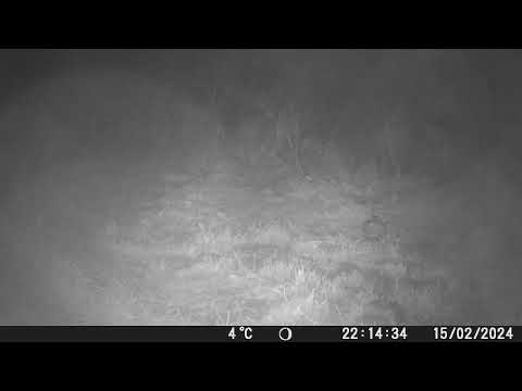 Un renard emporte un piège a campagnol