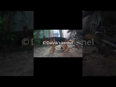 Show quality German Shepherd puppies now available @Daivik's kennel