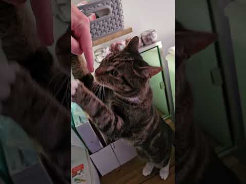 #cat #alphonso #like #subscribe #cats #fingerfollower #catcuddles #alphonsodavies #cwc #india