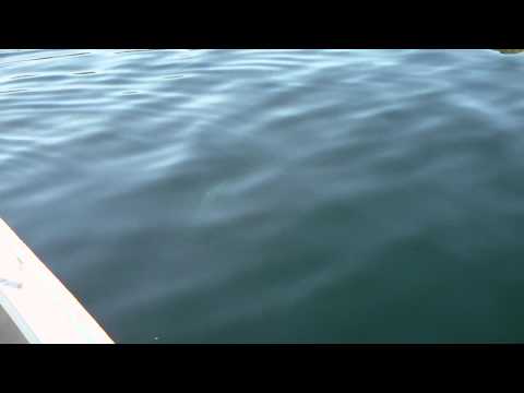 Lov tresek - září 2010 - Rybolov v Norsku Bogen - www.holidayinnorway.eu