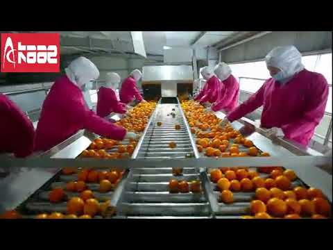 Orange concentrated juice processing line