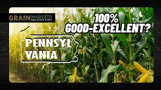 100% Good-Excellent?? How?! (Corn Crop)