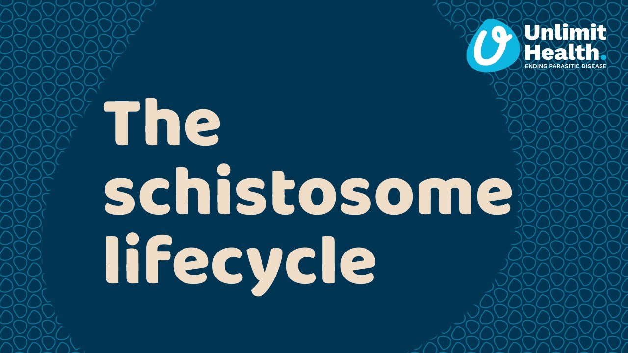 The schistosome lifecycle