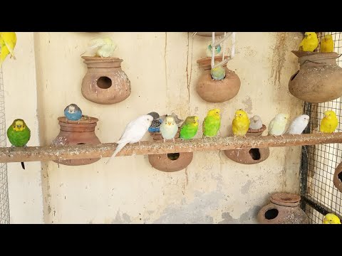 2 Hours of Budgies Playing, Singing and Talking in their colony 17/11/22