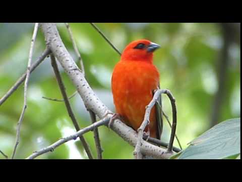 Fodia červená (Foudia madagascariensis) — správanie, biotop a hlas