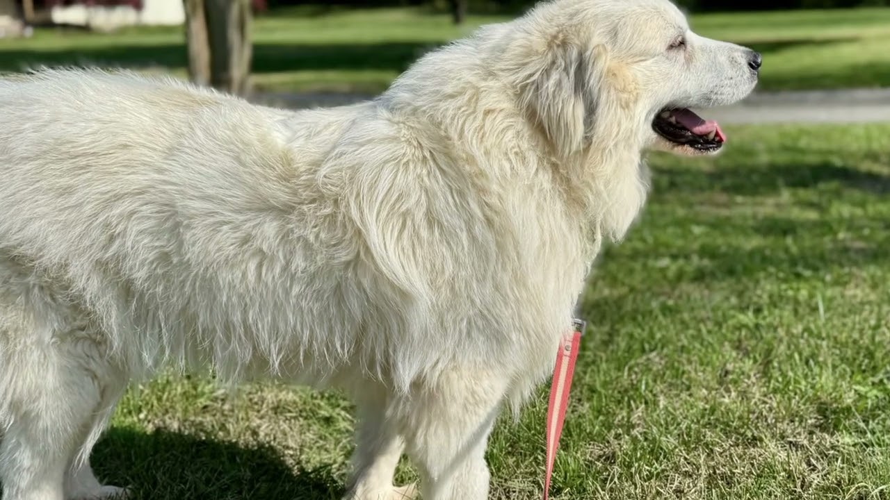 Lilly B', a ADOPTABLE Great Pyrenees in Spartanburg, SC video 1/4