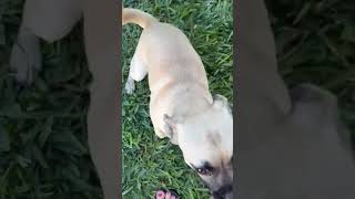 Video preview image #1 Pug-Unknown Mix Puppy For Sale in Corona, CA, USA
