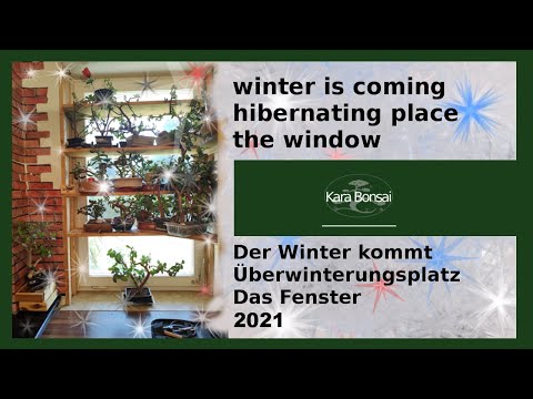 Einwinterung der Bonsai - Hibernate Bonsai by Kara Bonsai 2021
