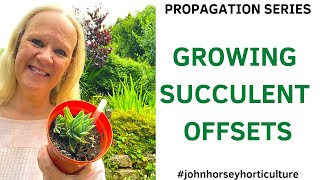 PROPAGATING FAUCARIA TIGRINA FROM OFFSETS - EASY SUCCULENT PROPAGATION
