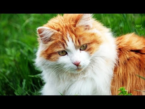 How to Recognize Anemia in Cats - Method 1 - Taking Care of Cats