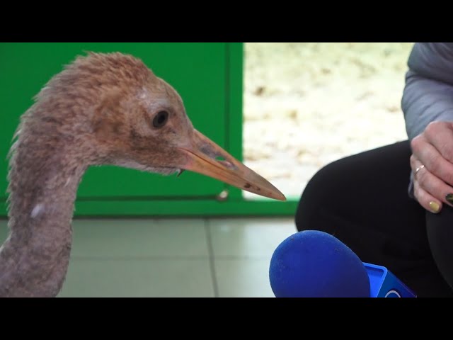 В День защиты животных программа «Новый день» знакомится с пернатым питомцем Журой