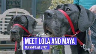 Helping two Great Danes control their excitement and reactive behaviour towards other dogs