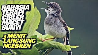 Download lagu Rahasia terapi Ciblek macet bunyi/bisu jadi gacor ngebren @GaleryKicau21 mp3