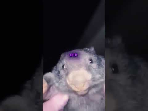 Love You Like A Love Song Bober