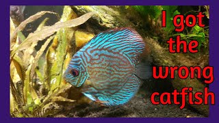 Late Night Look At My Discus Tank
